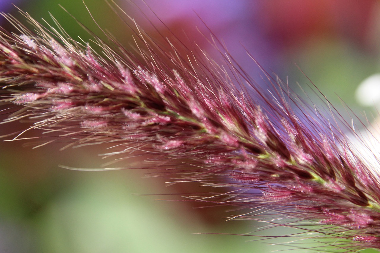 grass ear plant free photo