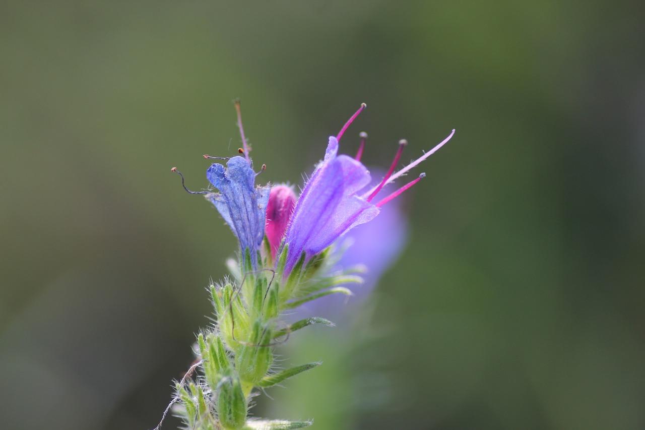 grass macro meadow free photo