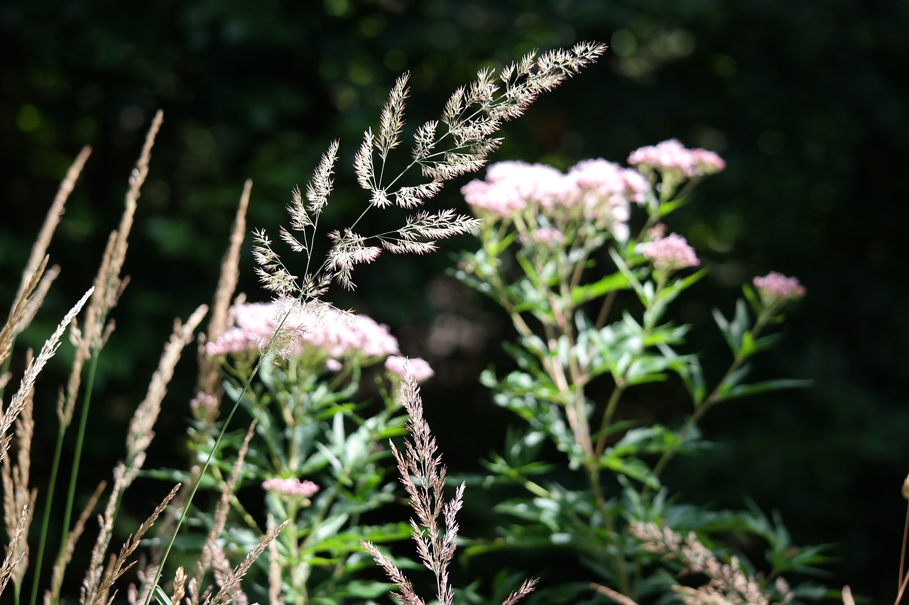 grass meadow flower free photo