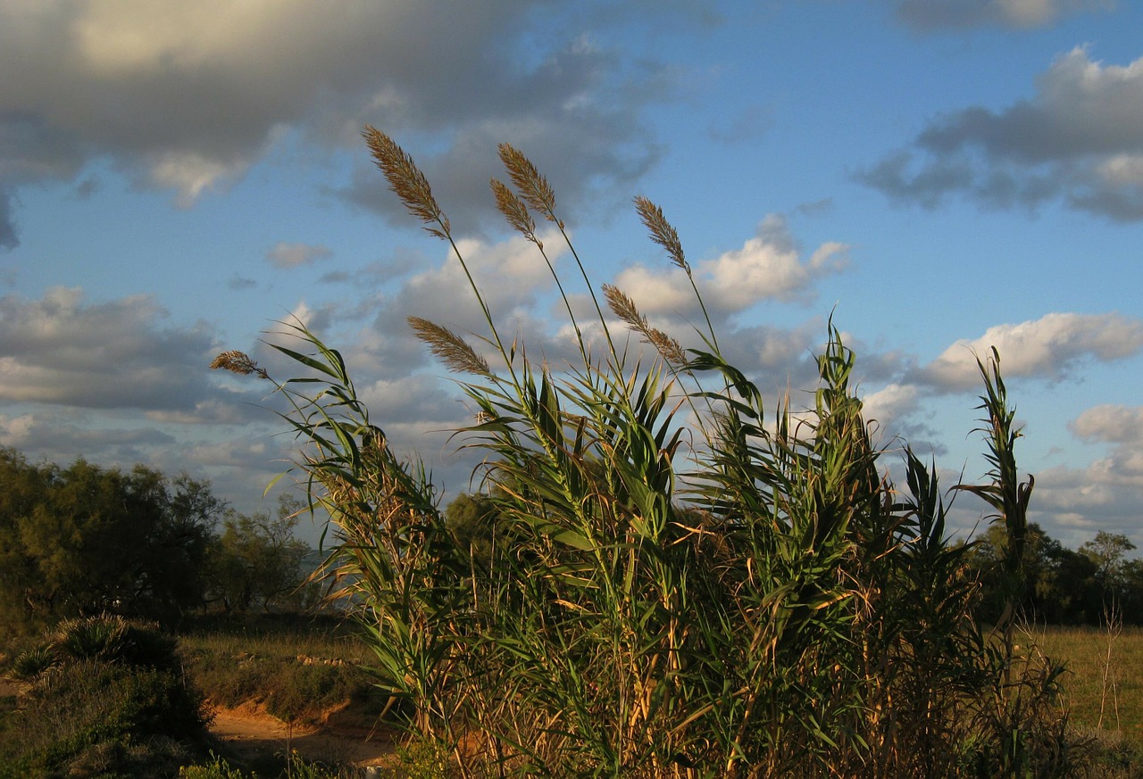 grass summer nature free photo