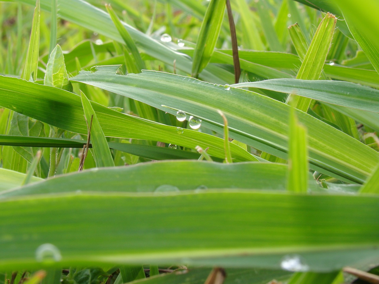 grass dew green free photo