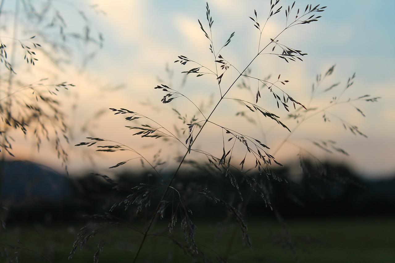 grass in the evening twilight free photo