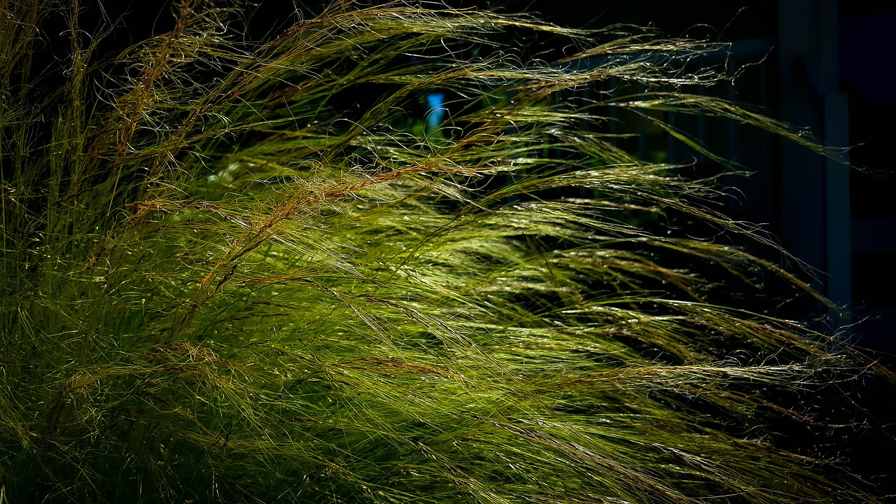 grass summer wispy free photo