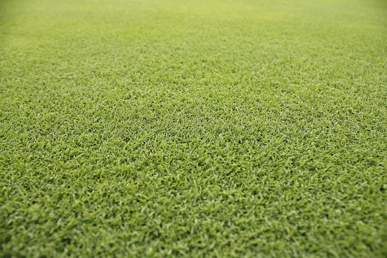 grass pool summer free photo