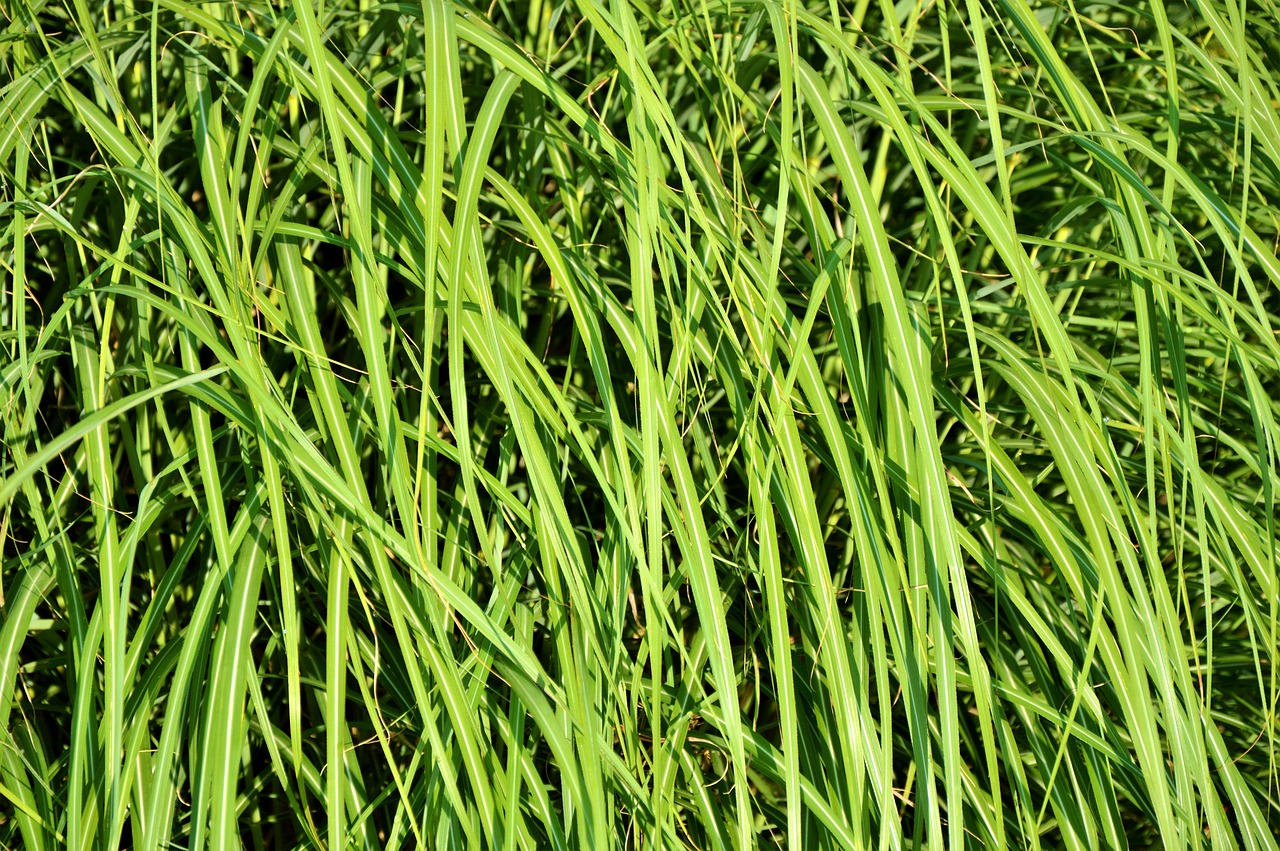 grass blades of grass grasses free photo