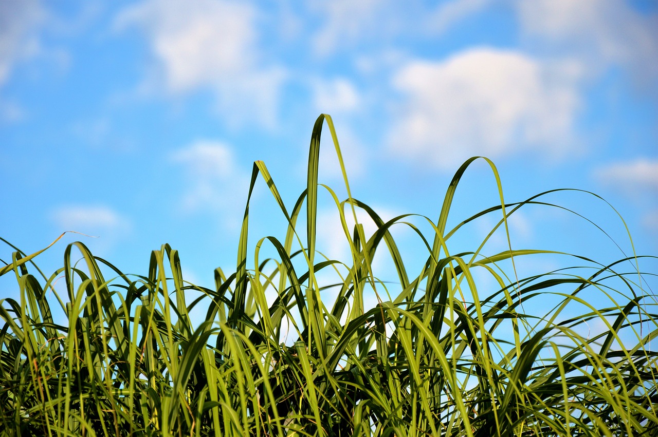 grass blades of grass grasses free photo