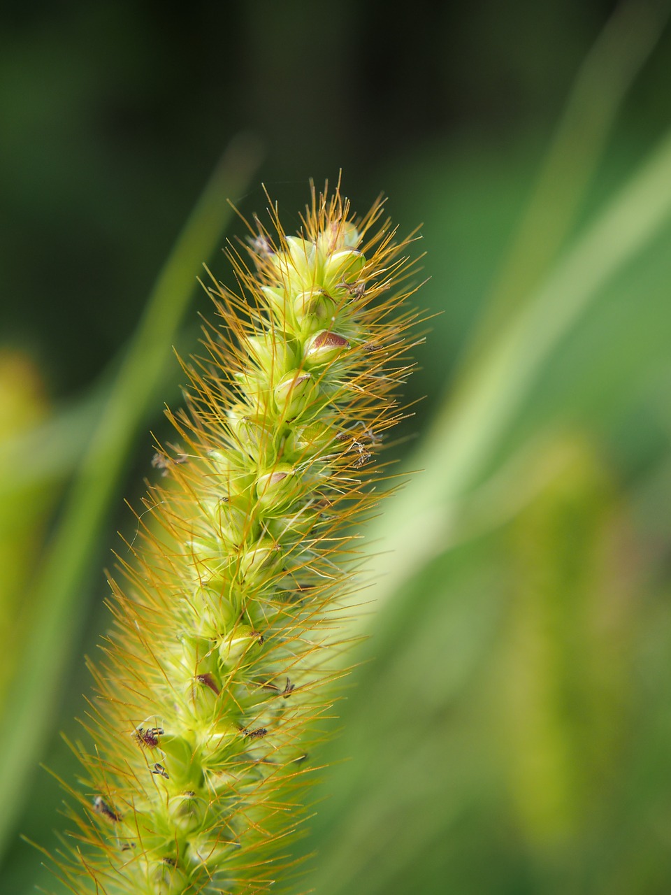 grass halm grasses free photo