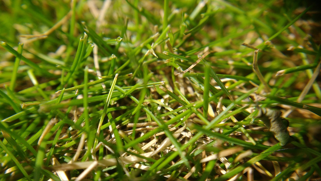 grass nature macro free photo