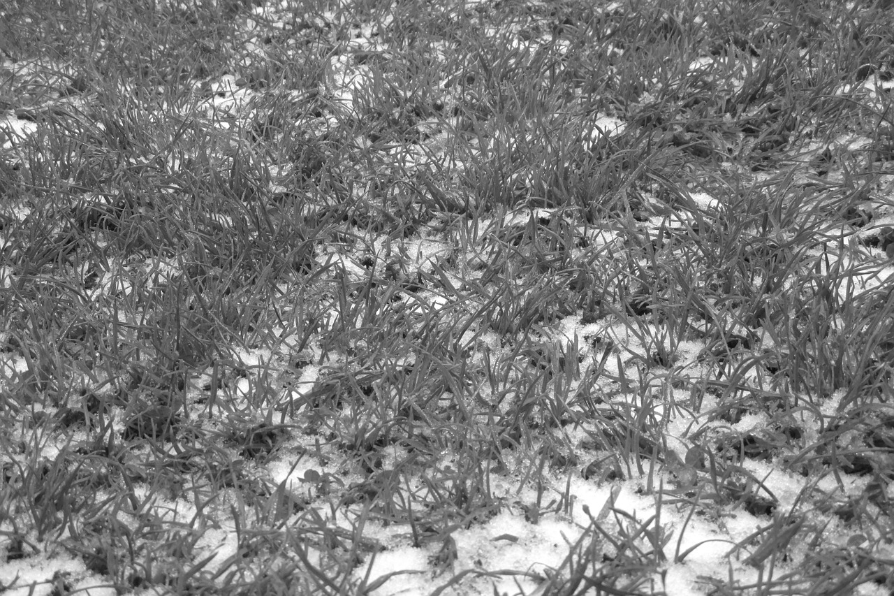 grass winter covered with snow free photo