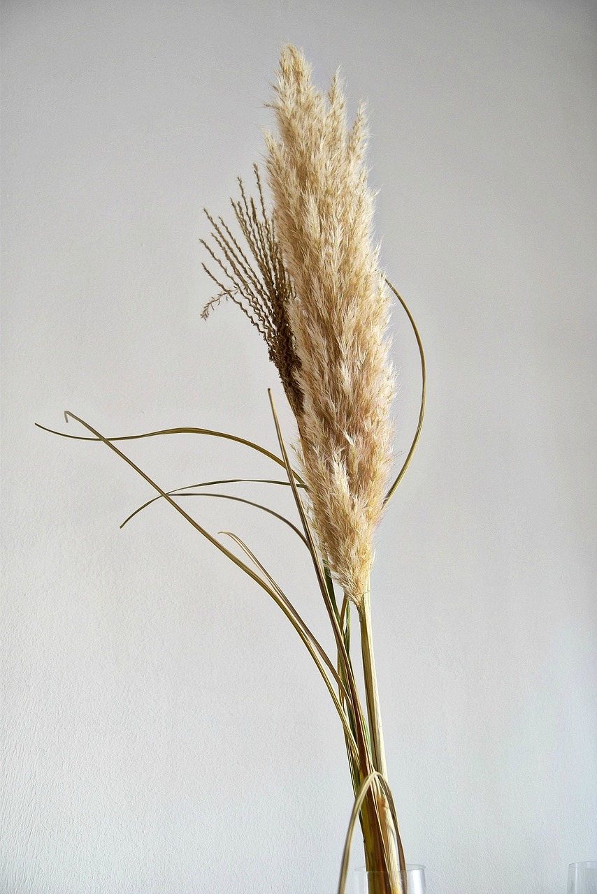 grass plant dry free photo