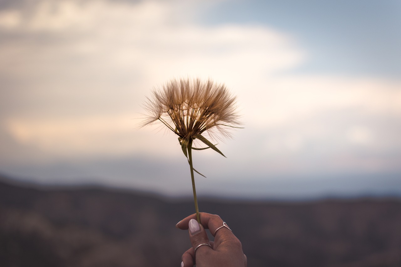 grass blur outdoor free photo