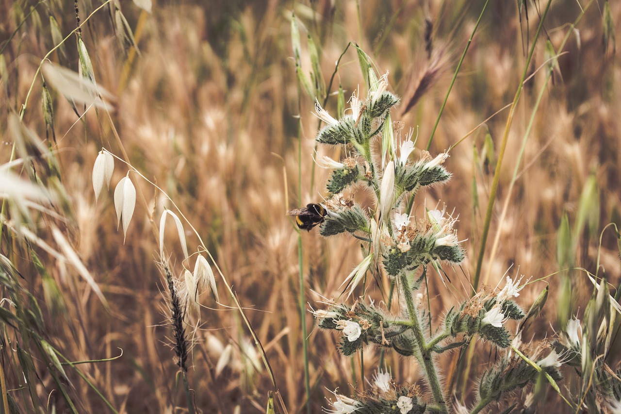 grass outdoor plants free photo