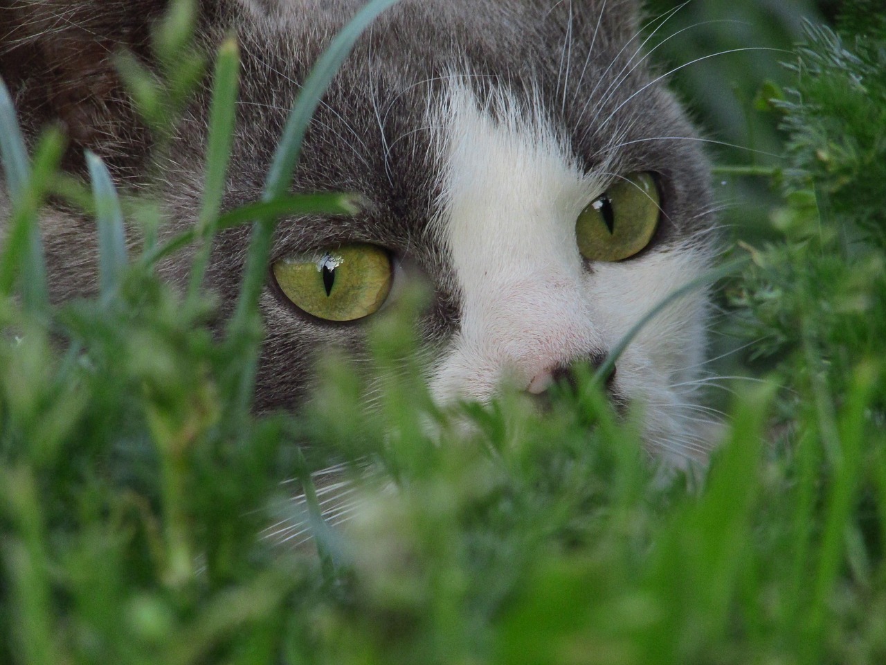 grass cat pet free photo
