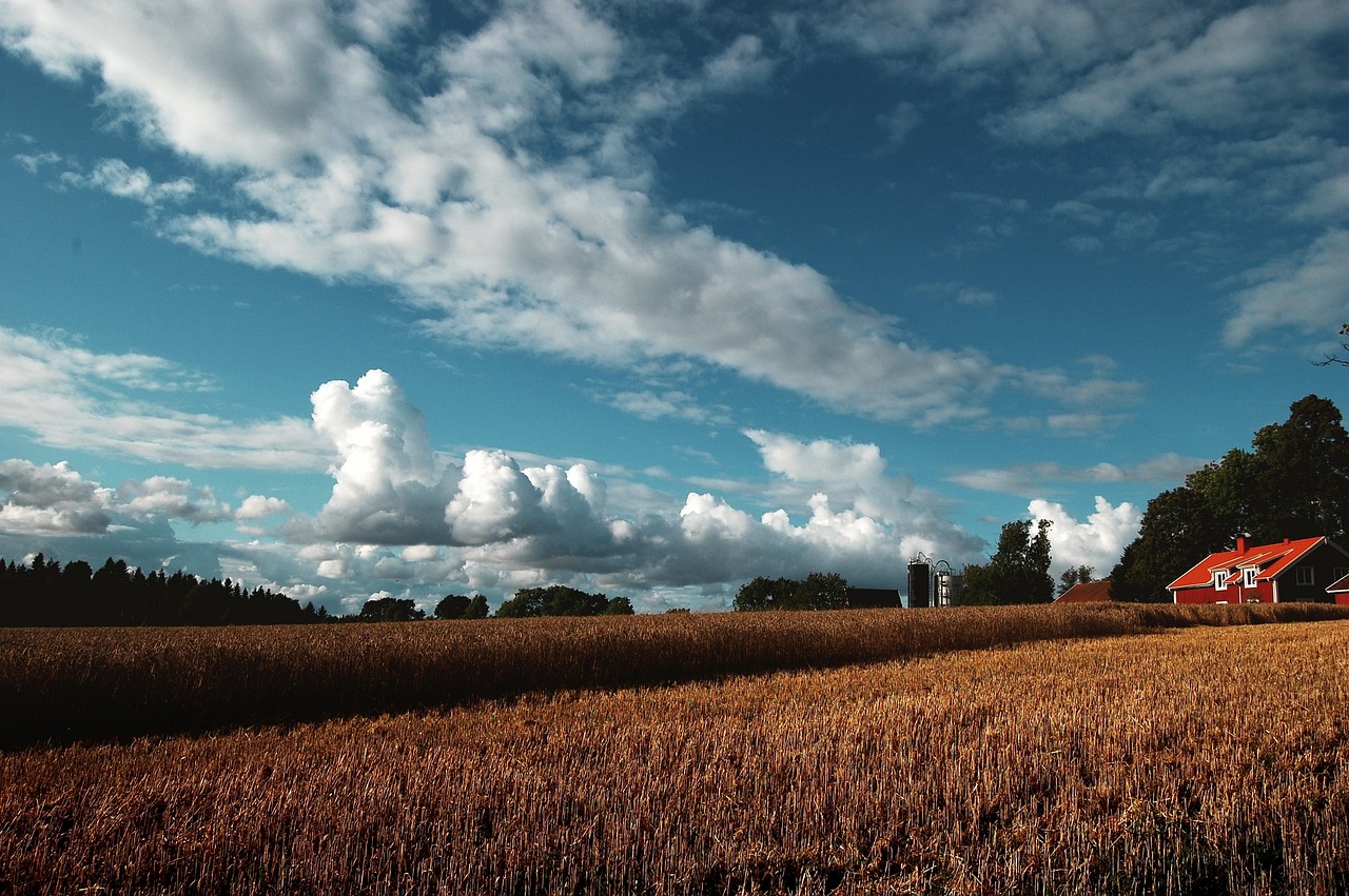 grass crops agriculture free photo