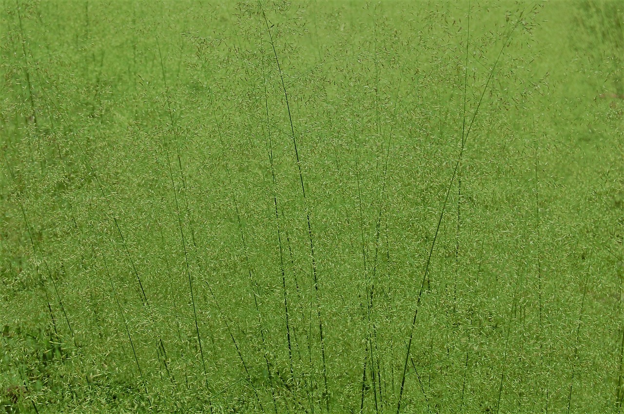 grass green grasses free photo