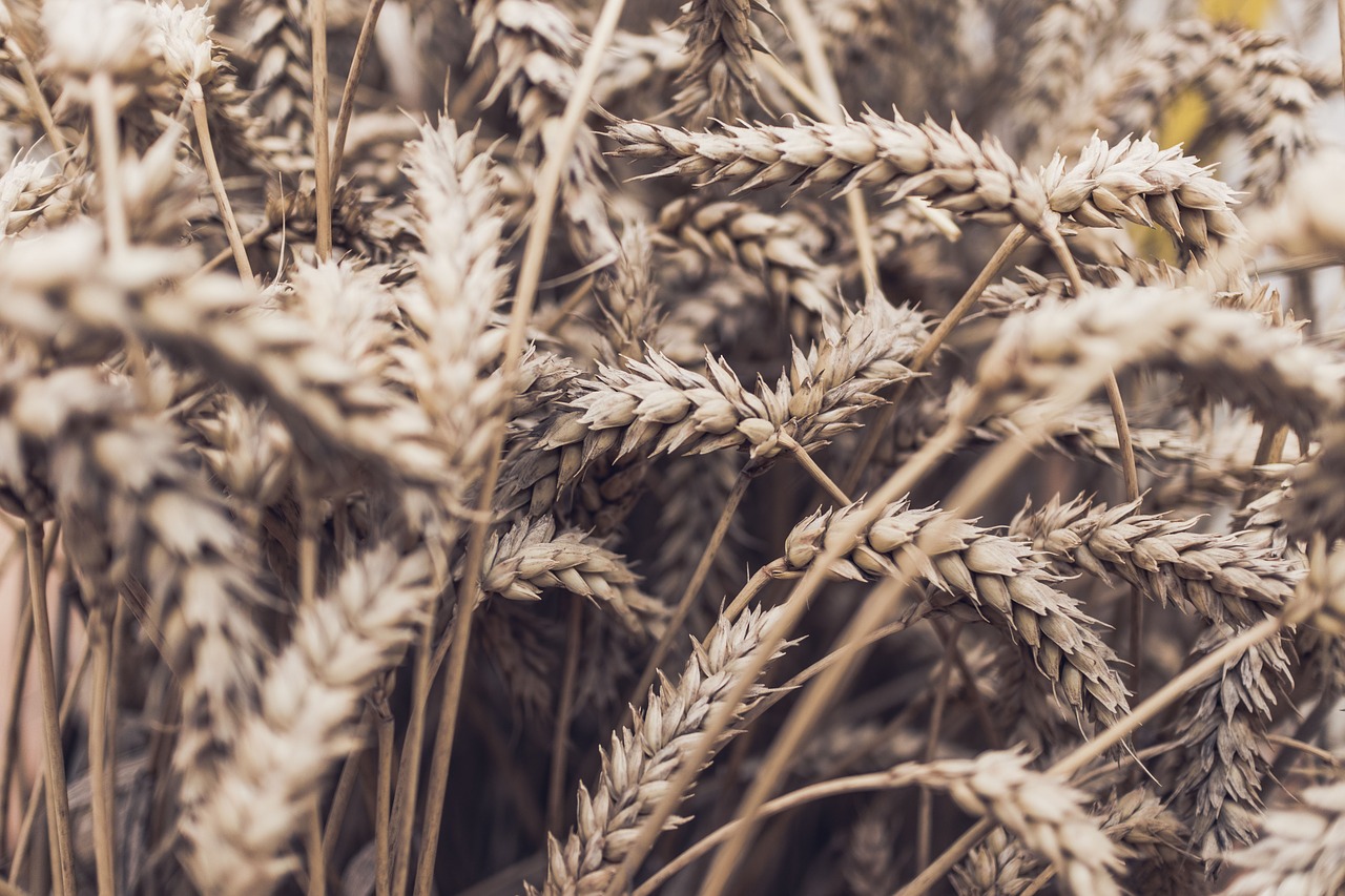 grass wheat cereal free photo