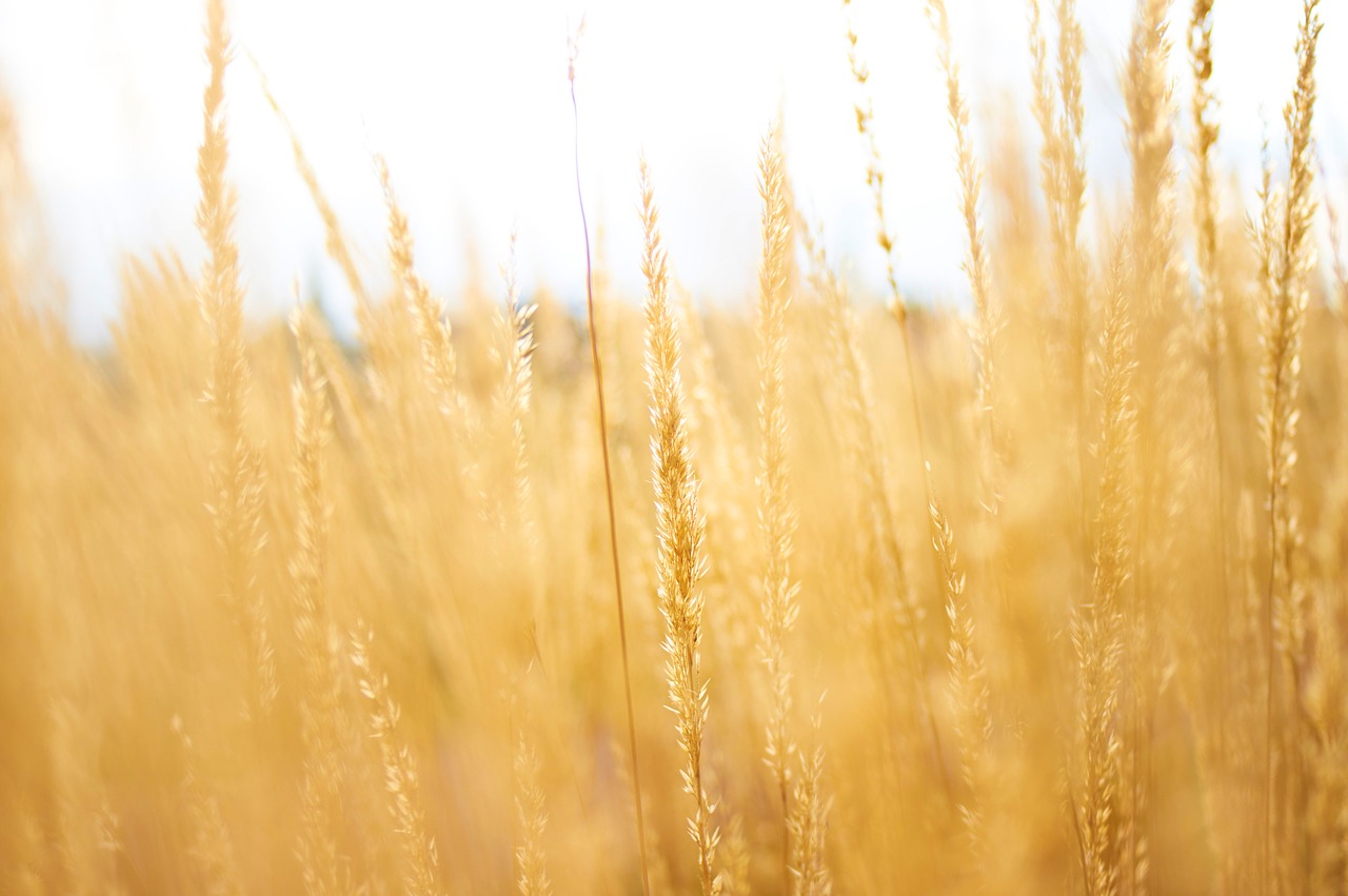 grass agriculture plant free photo