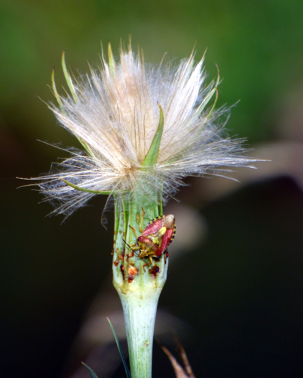 grass wild field free photo