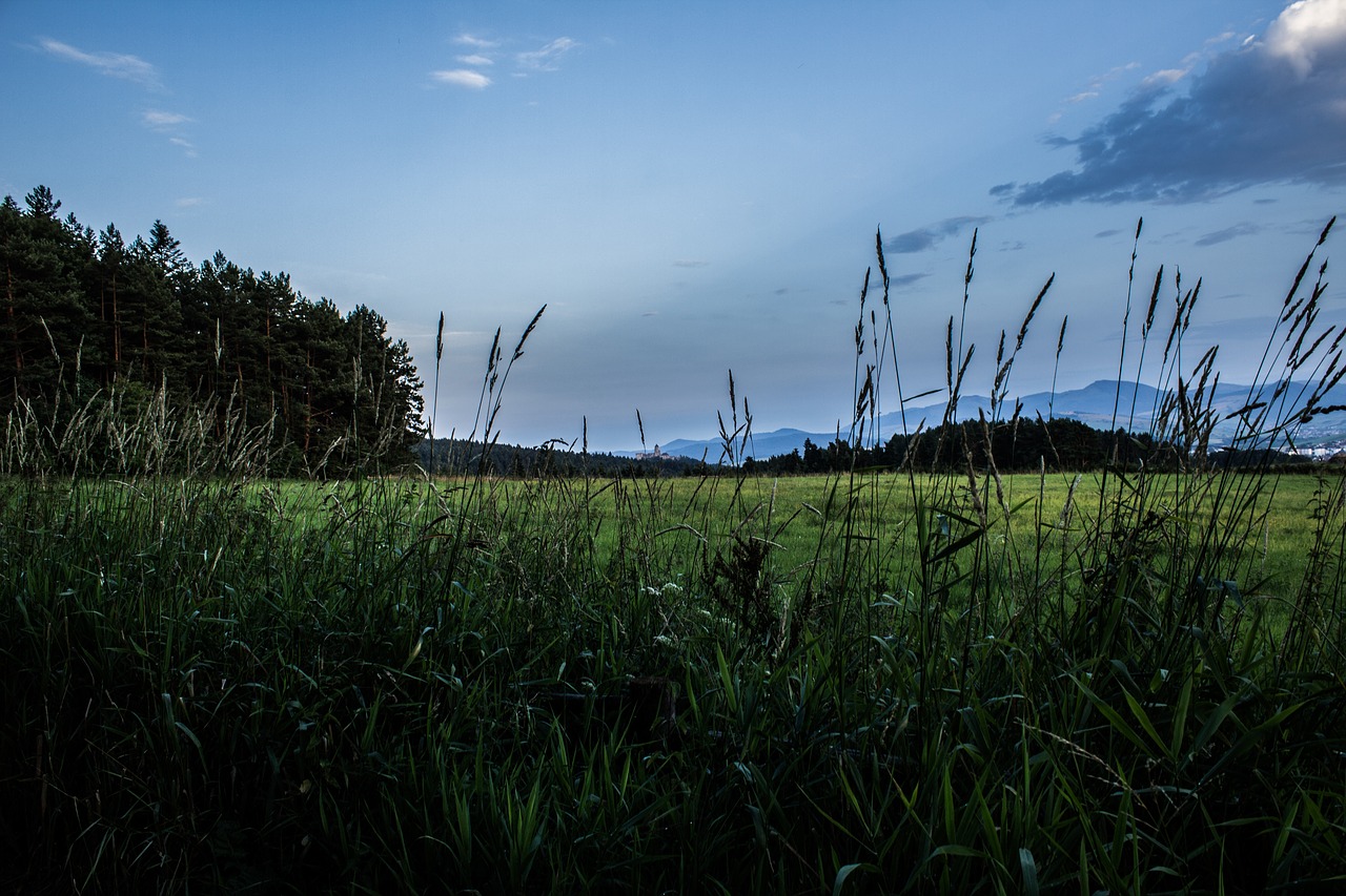 grass before the rain nature free photo