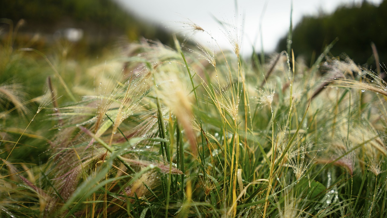 grass green nature free photo