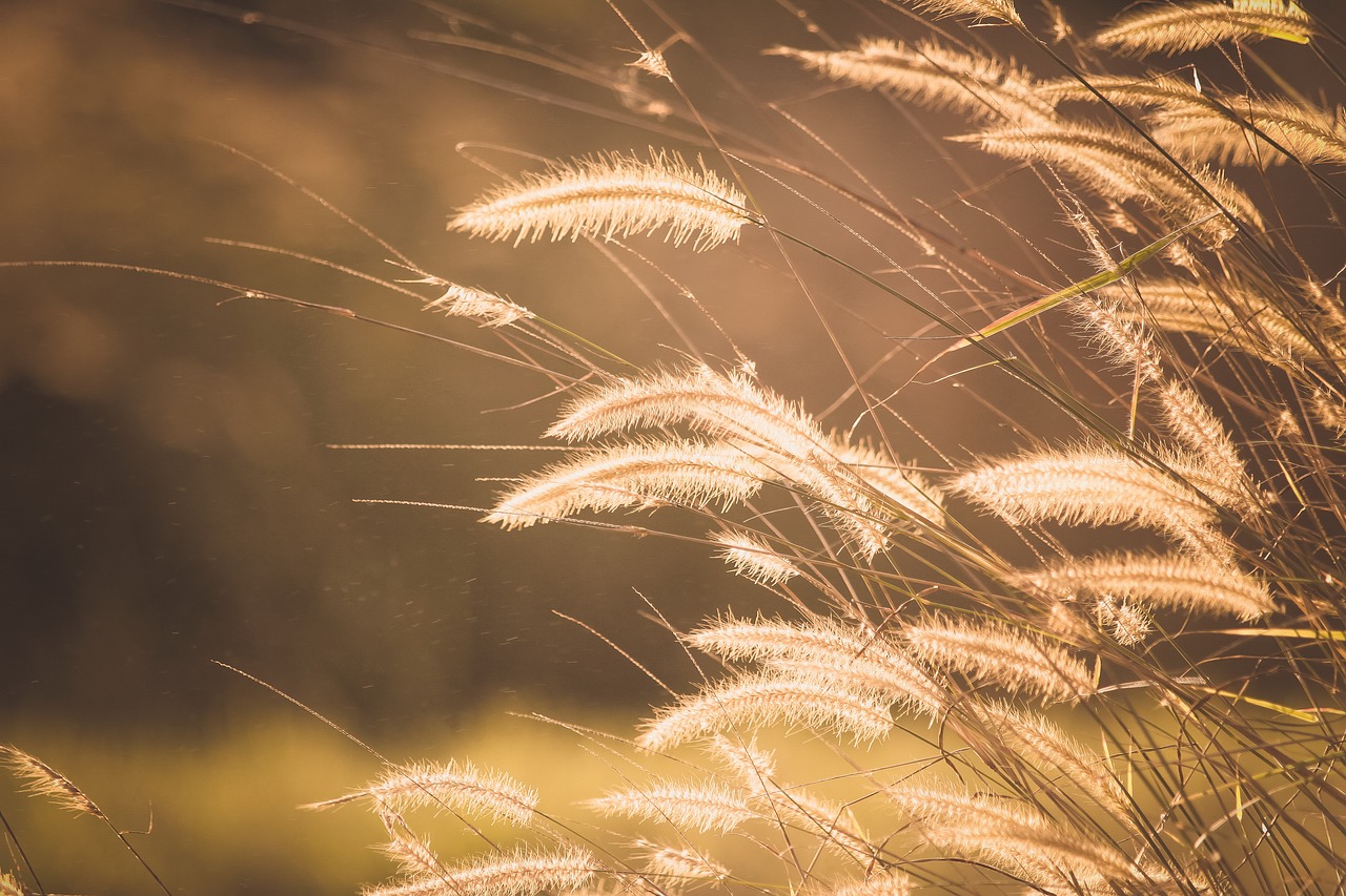 grass blur outdoor free photo