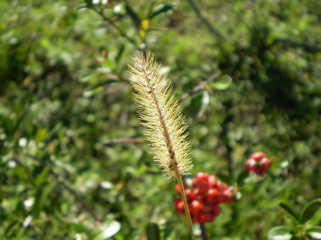 grass floral wild free photo