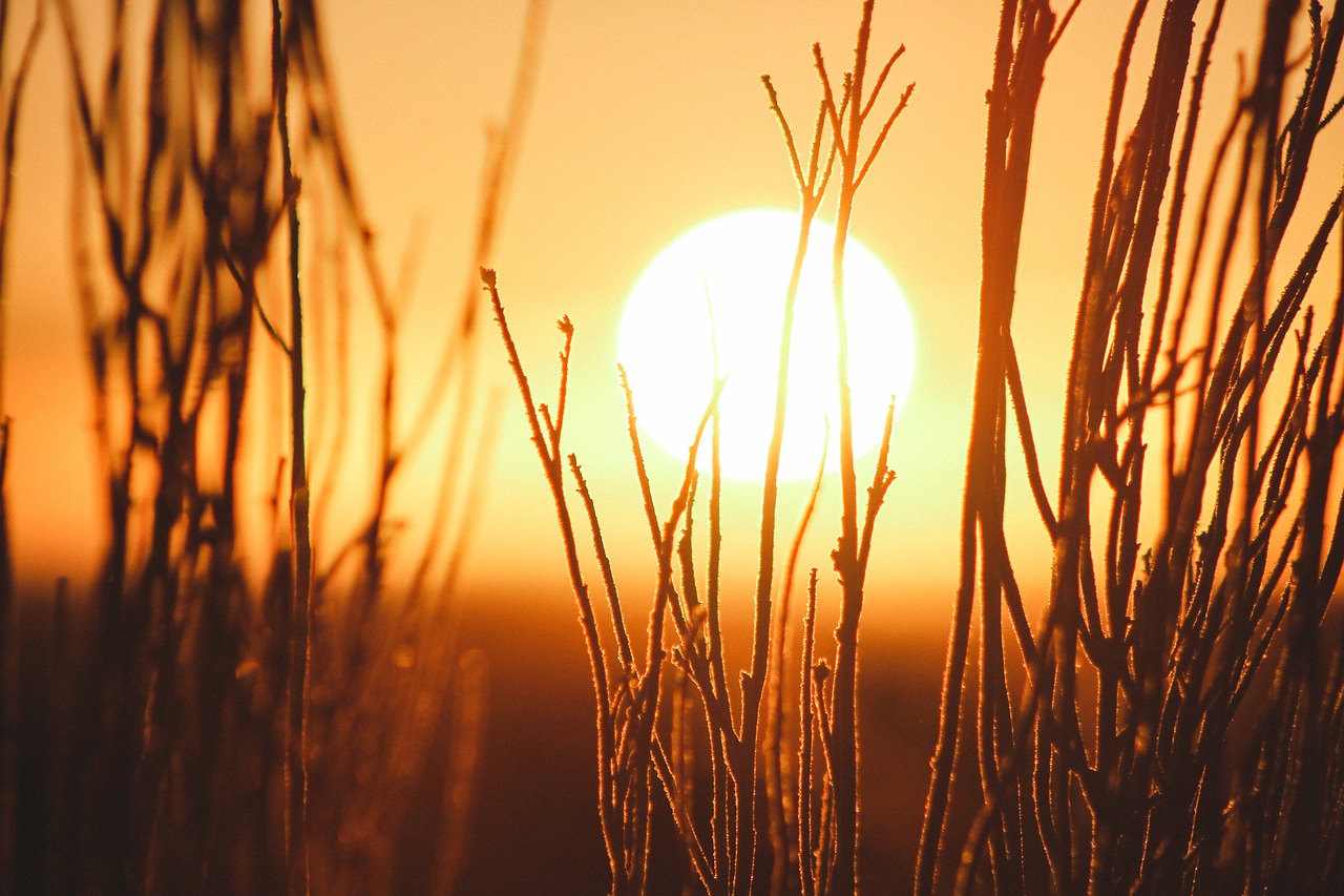 grass plant outdoor free photo