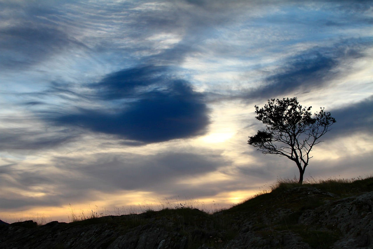 grass tree plant free photo