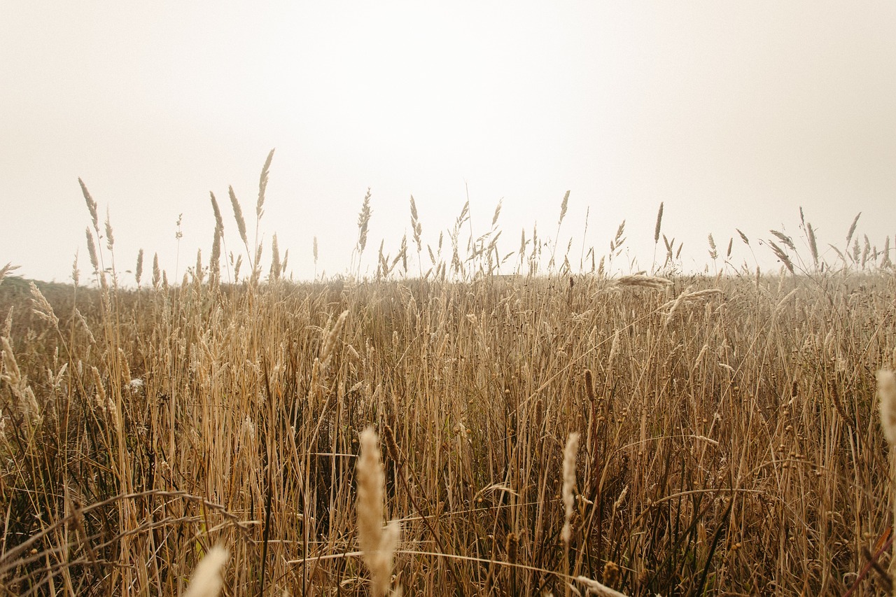 grass outdoor nature free photo