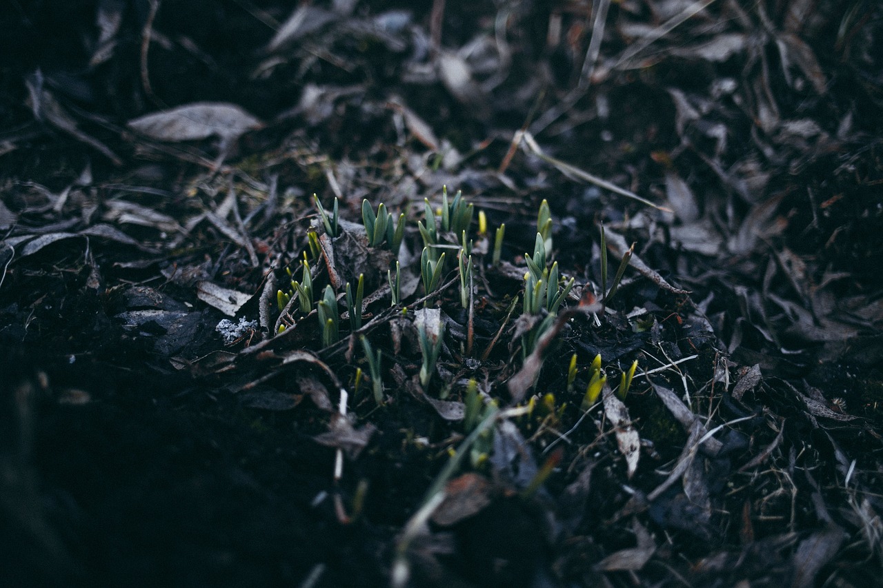 grass outdoor plants free photo