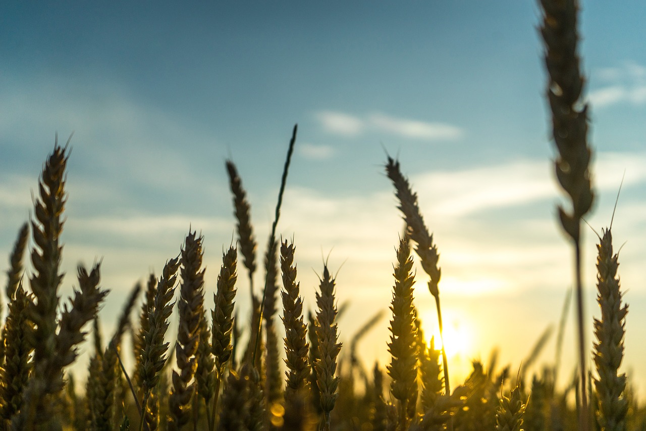 grass agriculture plant free photo