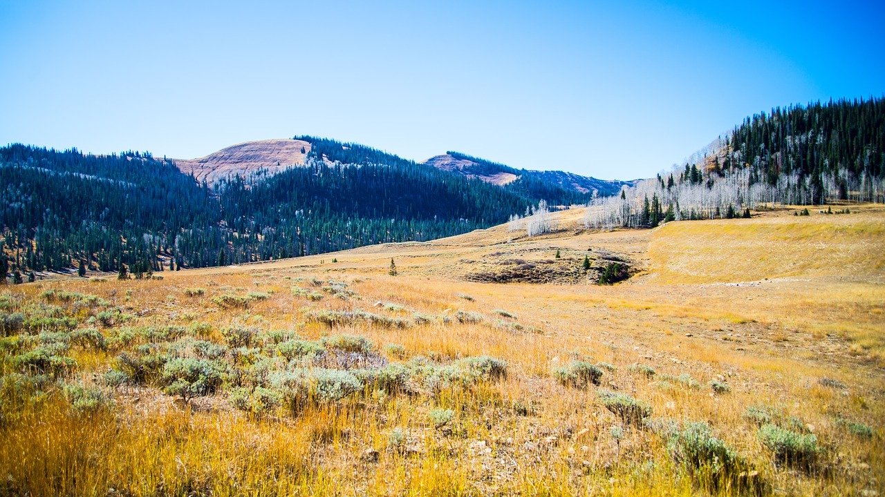 grass highland outdoor free photo