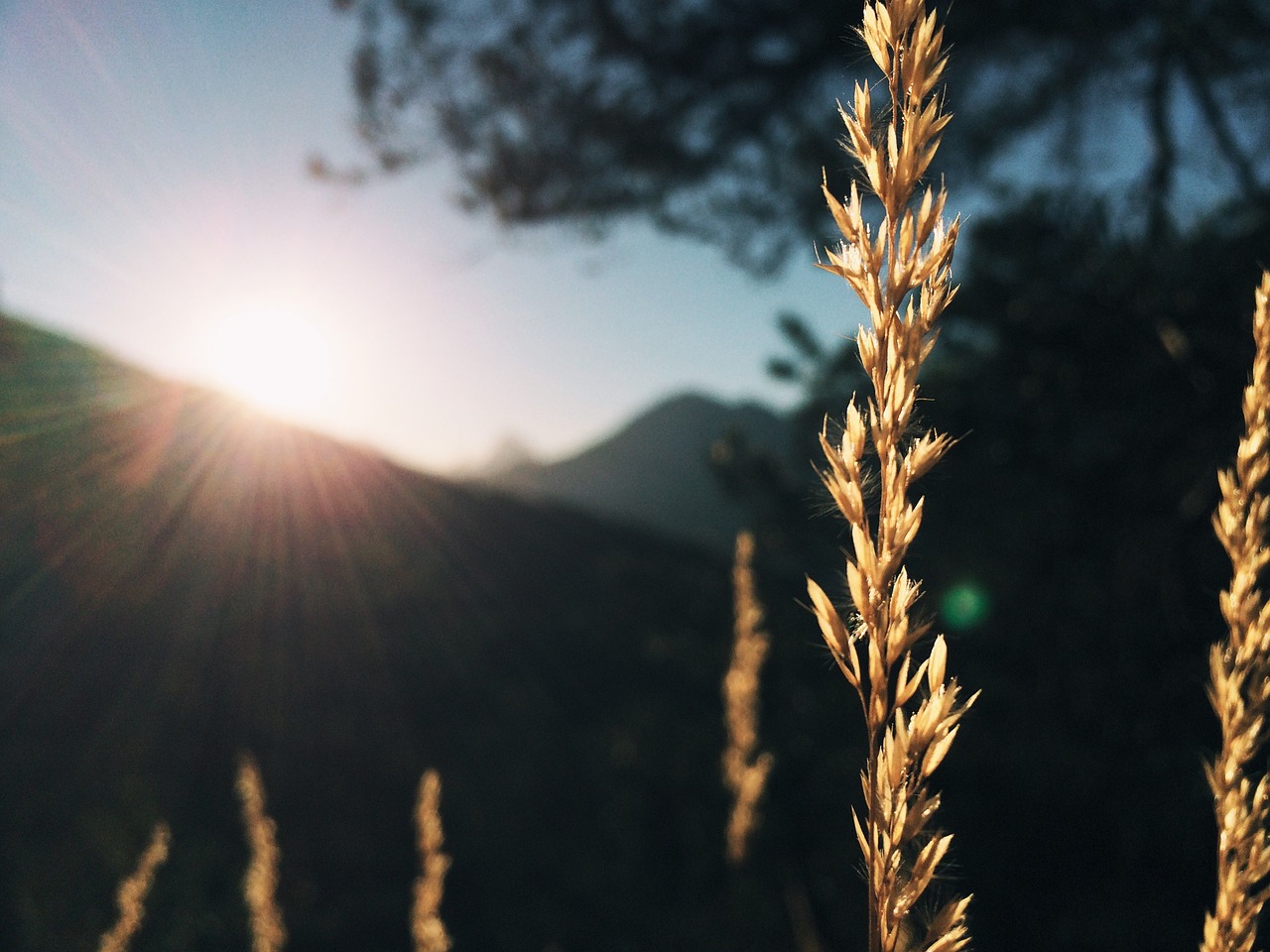 grass sunlight sunshine free photo