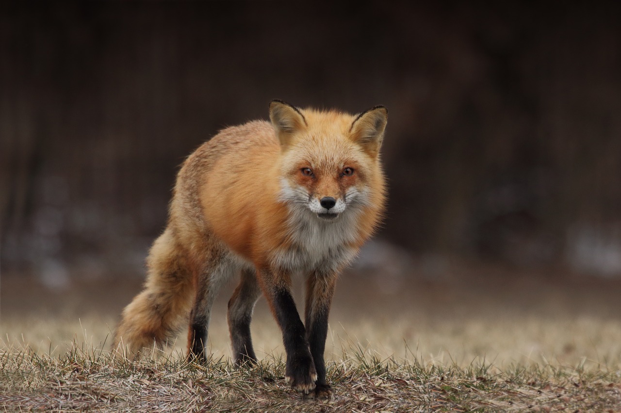 grass blur wildlife free photo