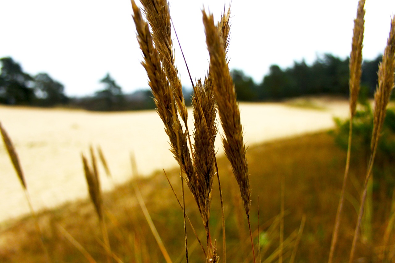 grass outdoor nature free photo