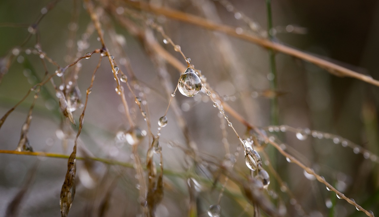 grass outdoor wet free photo