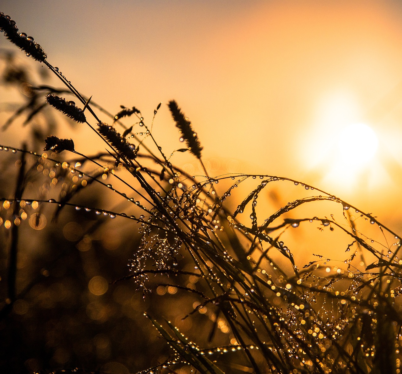 grass field sunset free photo