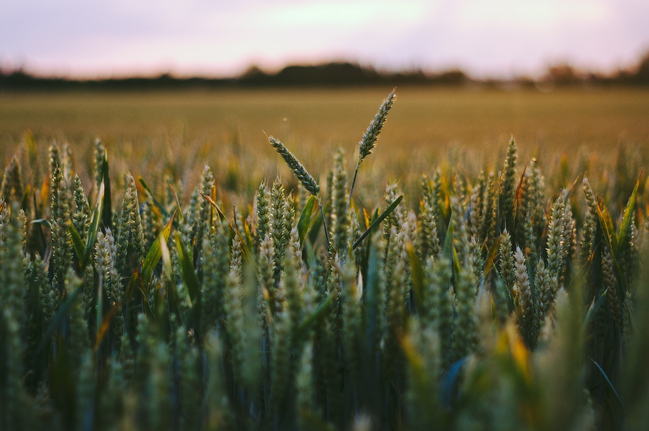 grass plant field free photo