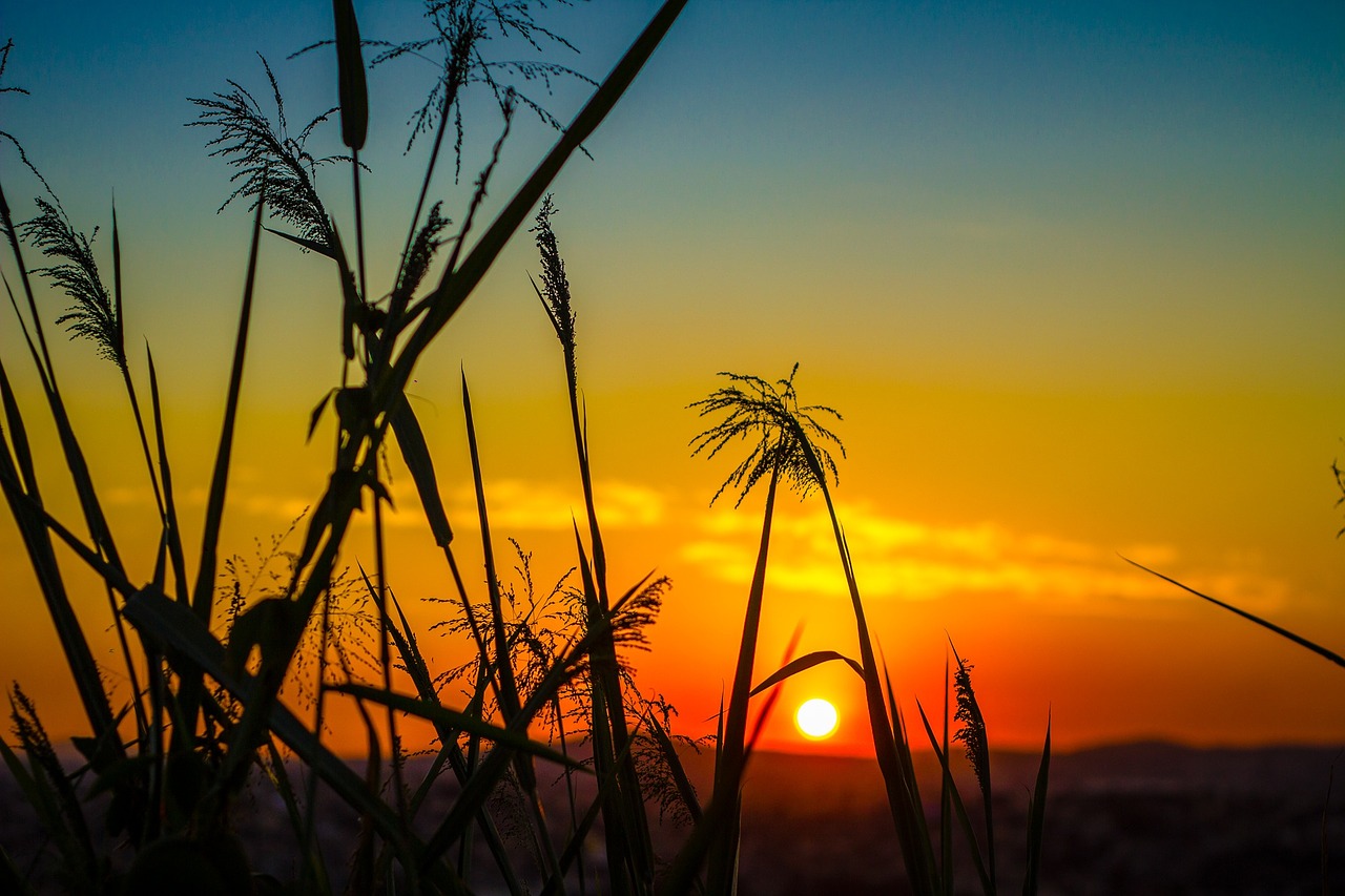 grass plant field free photo