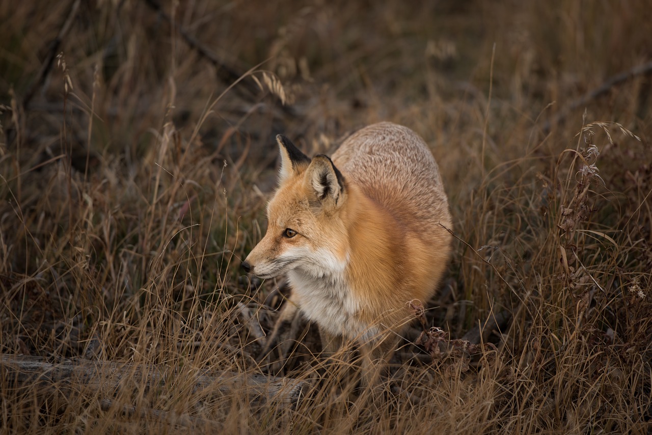 grass fox animal free photo