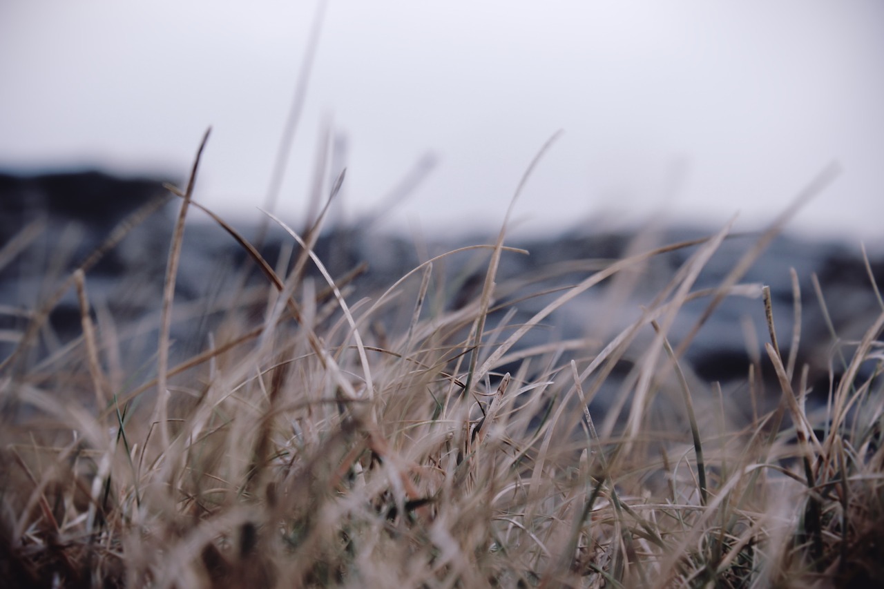 grass outdoor blur free photo