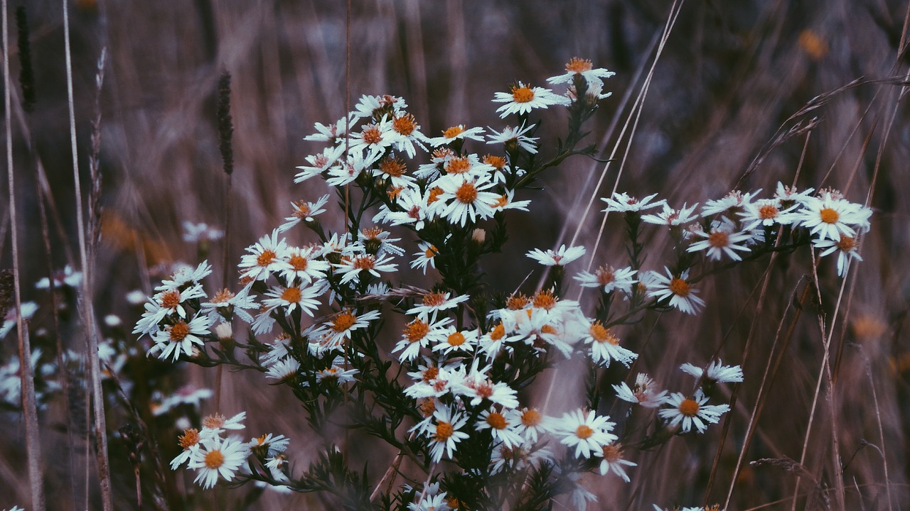 grass flower outdoor free photo