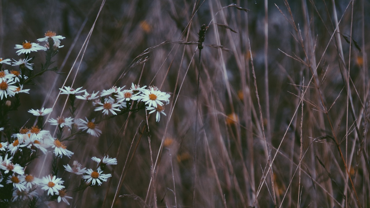 grass flower outdoor free photo