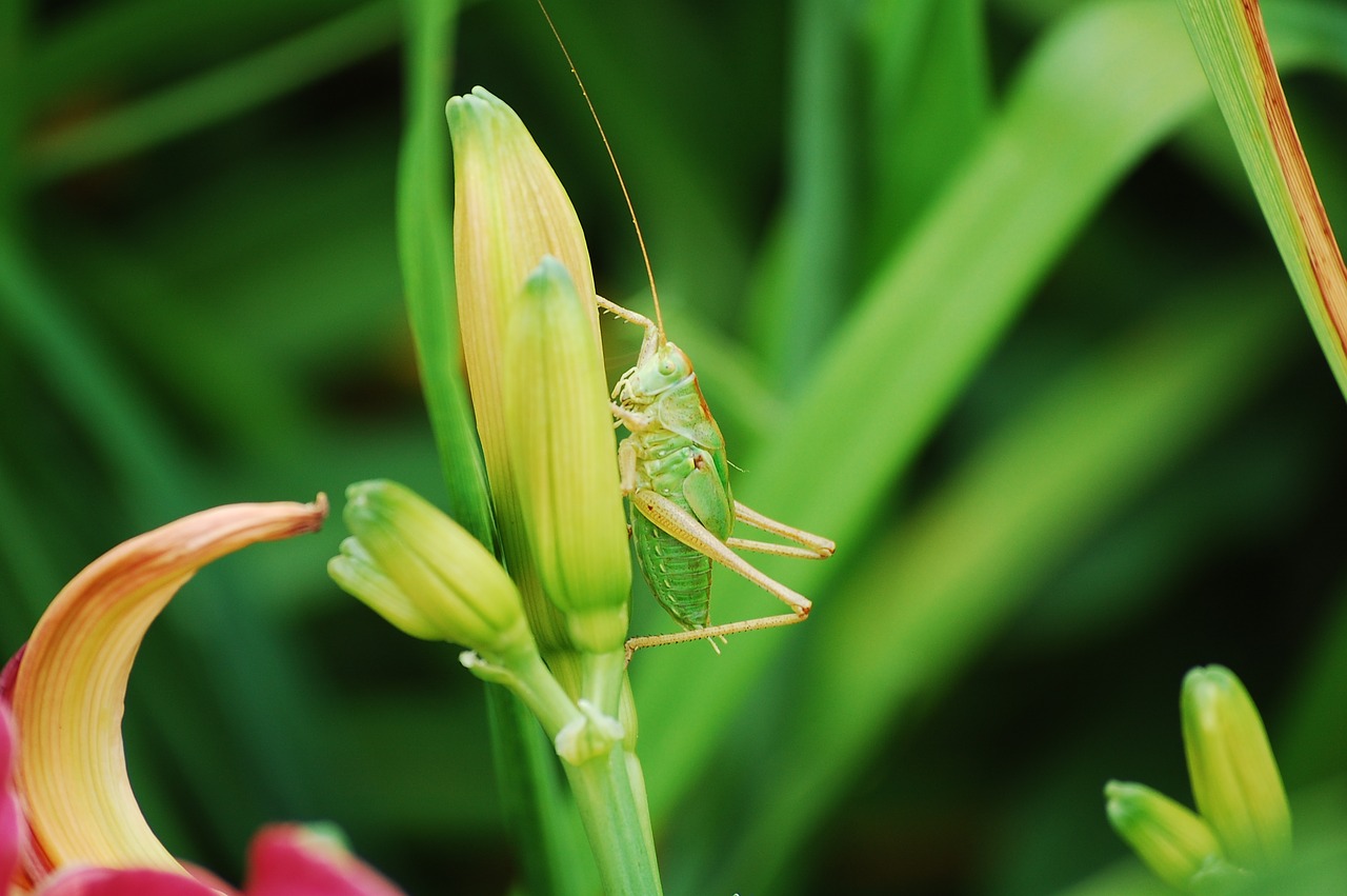 grass grasshopper close free photo