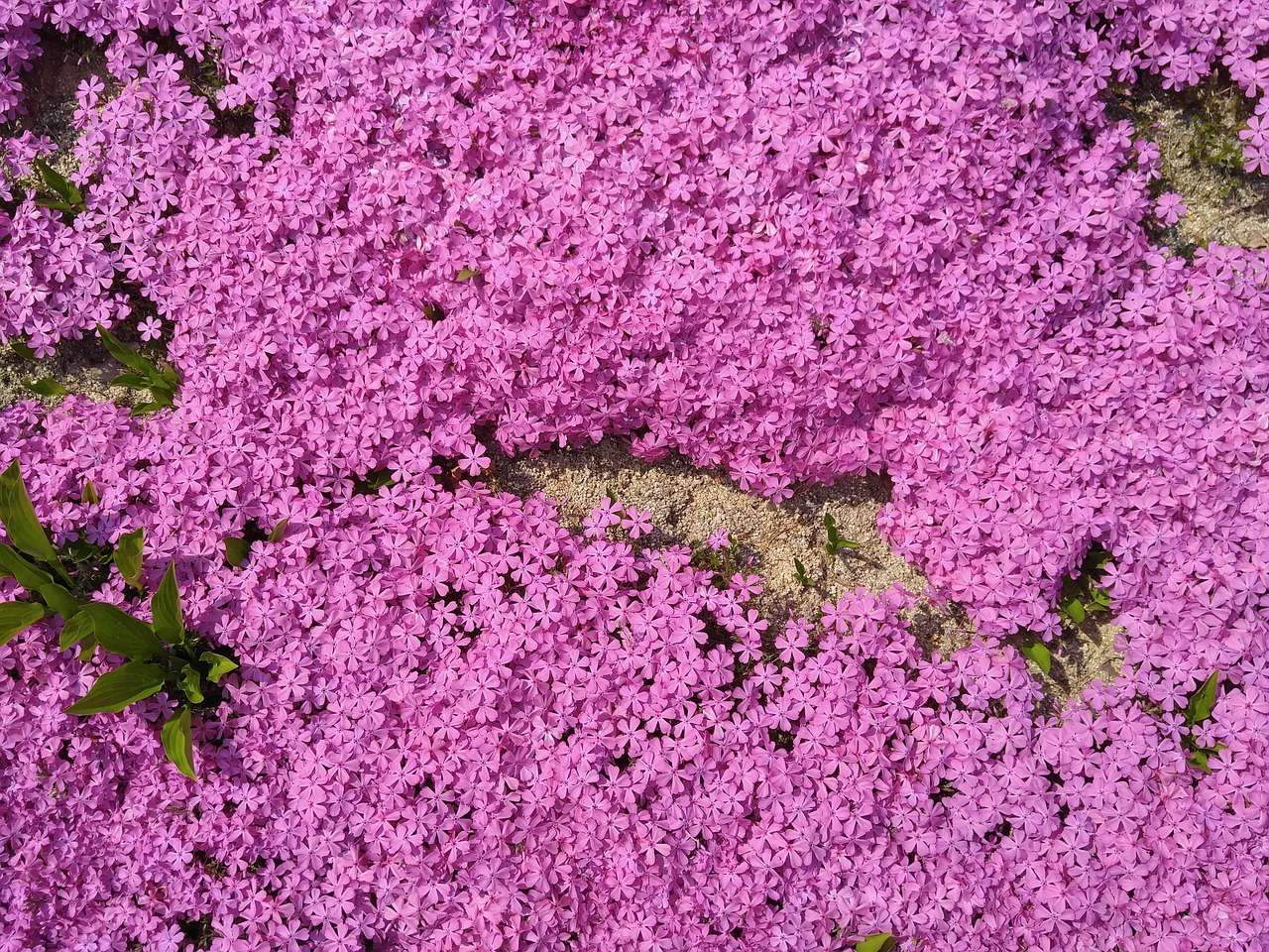 grass flower grass nature free photo