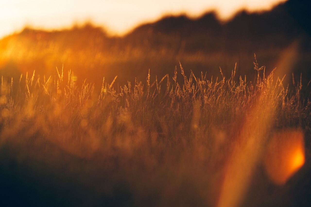 grass plant field free photo