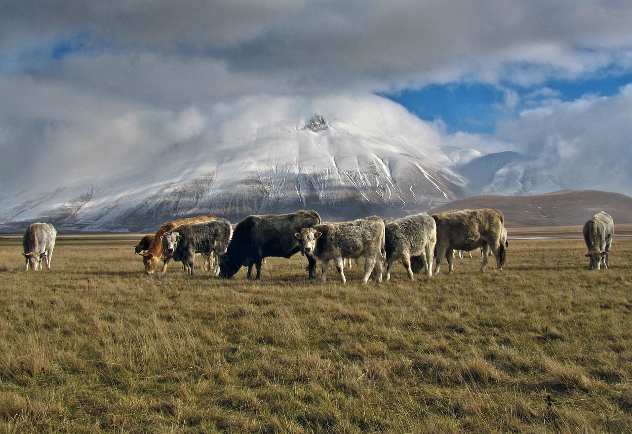 grass cow animal free photo