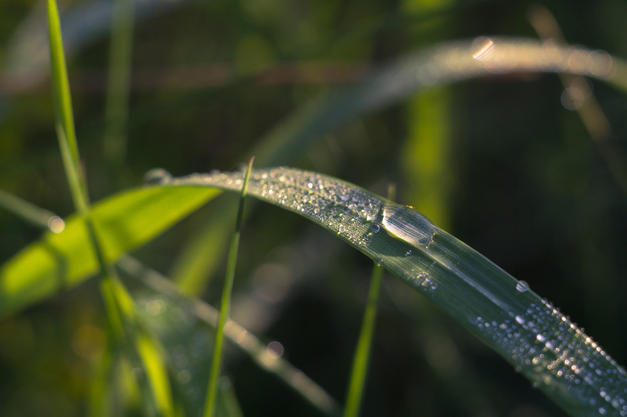 grass rosa drops of water free photo