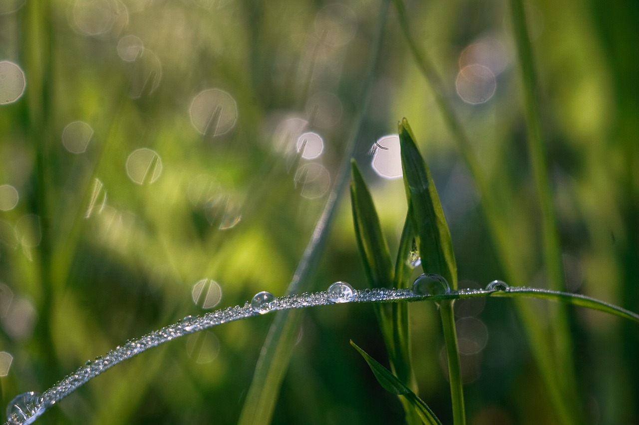 grass rosa drops of water free photo