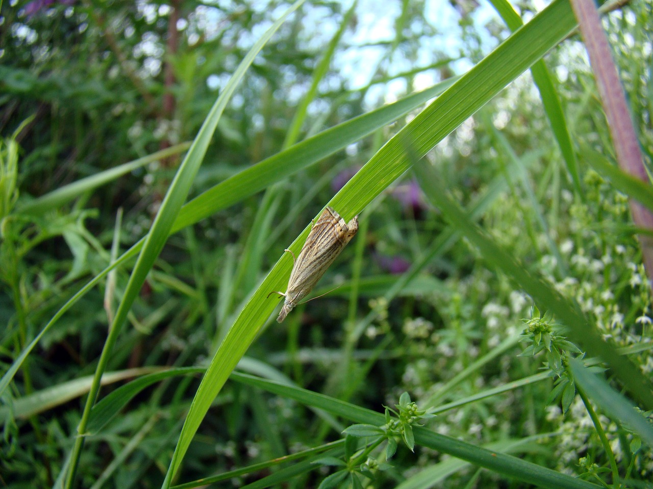 grass insect closeup free photo